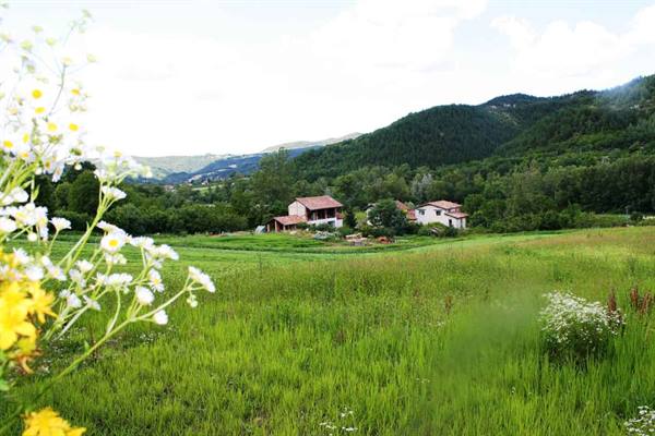 Daisies and yellow flowers on green meadow, farmhouses among forested hills