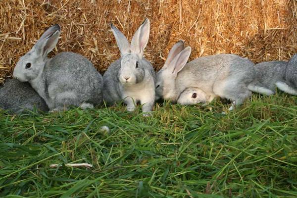 Gray rabbits resting on green grass in front of golden hay bales