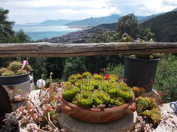 Succulent pot on a rustic wooden terrace overlooking the Ligurian coast