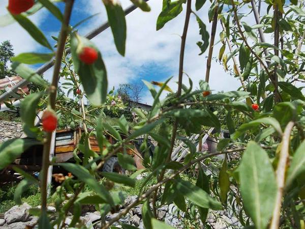 Red berries on green branches, stone wall and old wooden cart