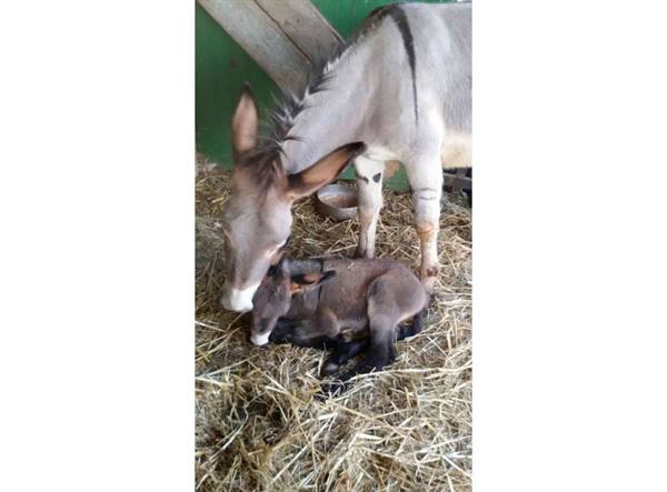 Mother donkey nuzzles her newborn foal lying on stable straw
