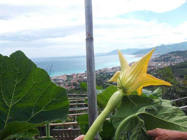 Yellow zucchini flower among leaves, Ligurian coast behind