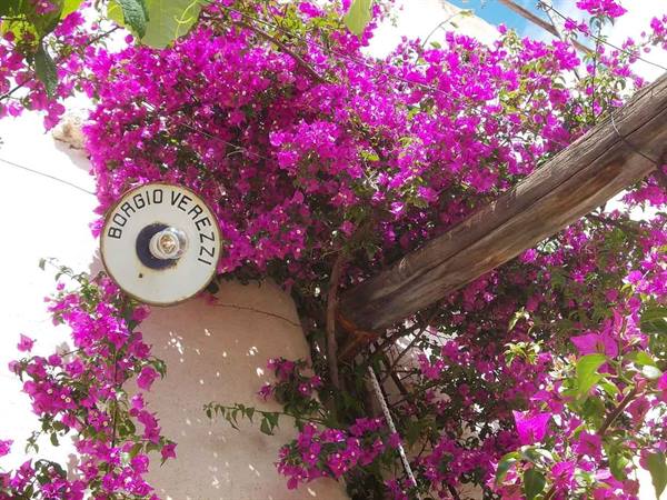 Borgio Verezzi sign surrounded by magenta bougainvillea on white wall