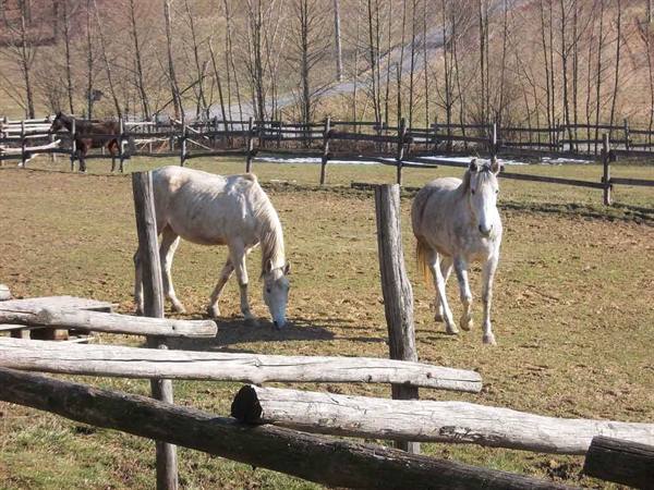 Two white horses grazing behind wooden fences, bare trees and winter light