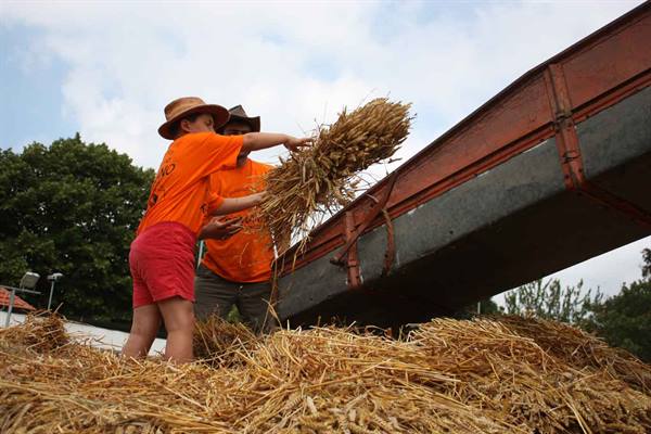 Child in straw hat and man in orange toss wheat sheaves onto a trailer