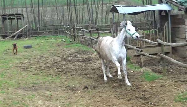 White horse trots in muddy paddock, dog runs past wooden fences