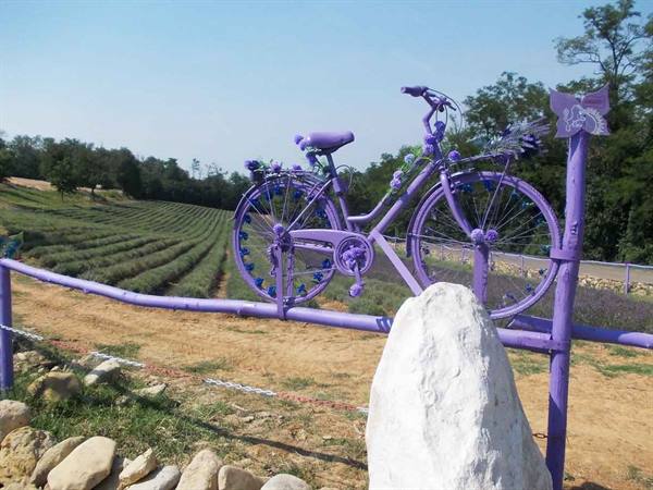 Purple bicycle decorated with flowers leaning on wooden fence in front of lavender fields