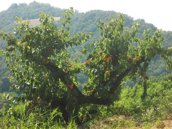 Apricot tree full of orange fruits among wooded hills, sunlight