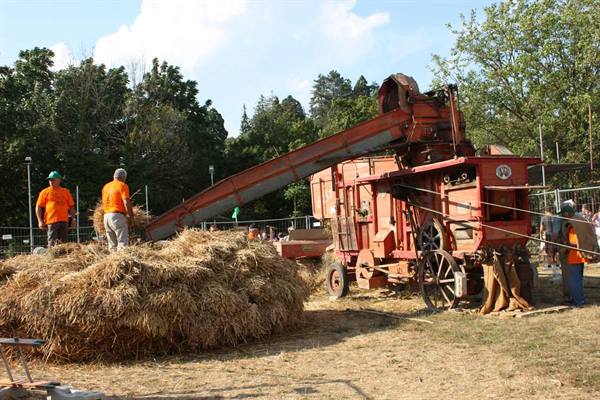 Vintage red thresher unloading straw, workers in orange shirts working outdoors