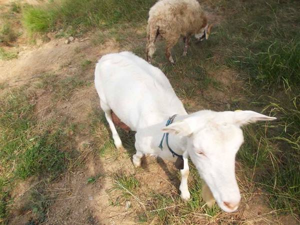 White goat with collar and bell grazing, another brown goat eating grass behind