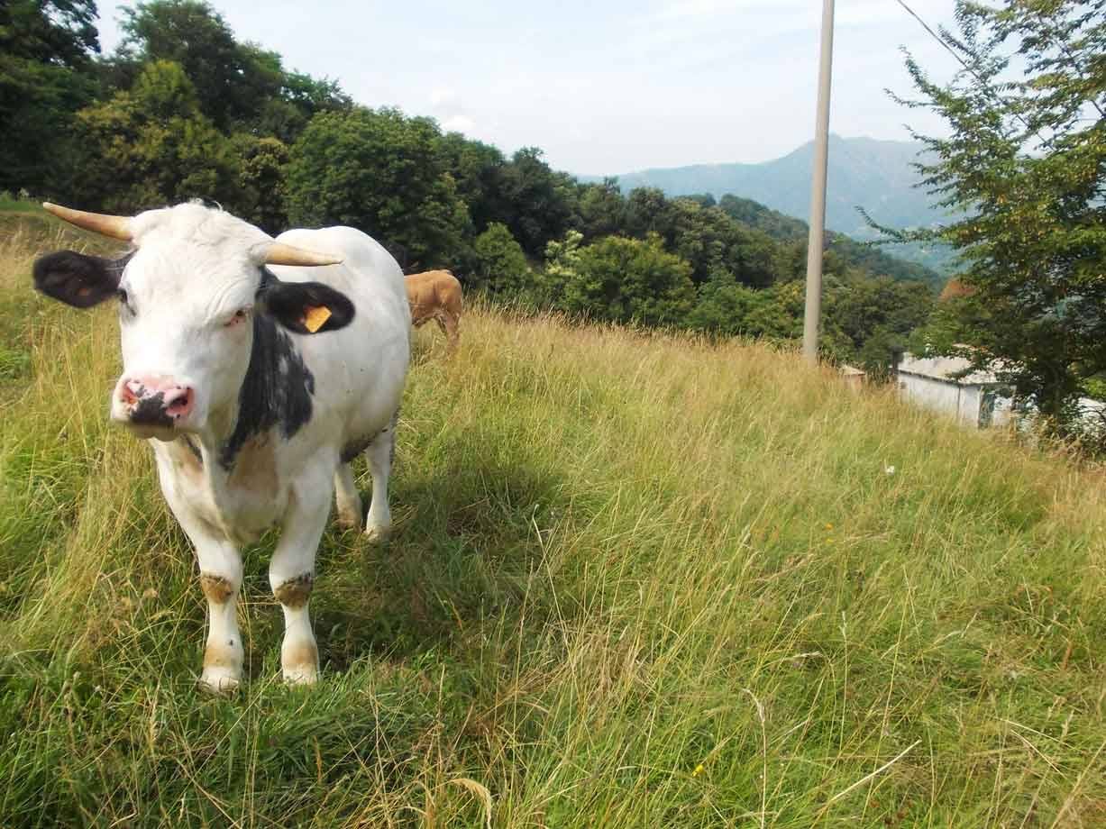 Mucca bianca con macchie nere guarda la fotocamera in un prato verde di montagna