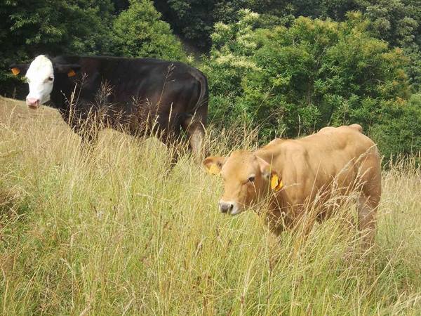 Two cows with yellow ear tags in tall grass, green trees behind
