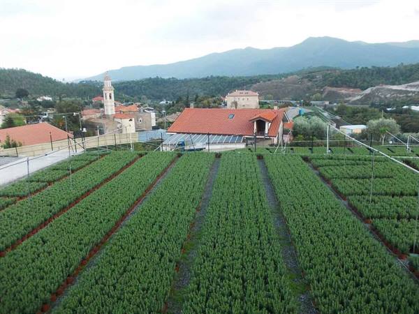 Nursery rows of seedlings, red-roofed houses and bell tower among mountains