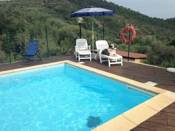 Dog lying on white lounger beside pool, blue umbrella, olive-covered hills