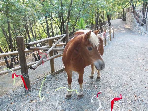 Chestnut horse with blonde mane beside a wooden fence in the woods