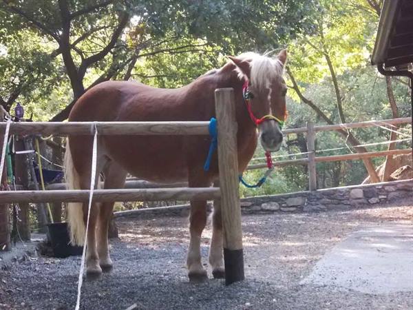 Chestnut horse tied to a wooden fence, sunlight through the trees
