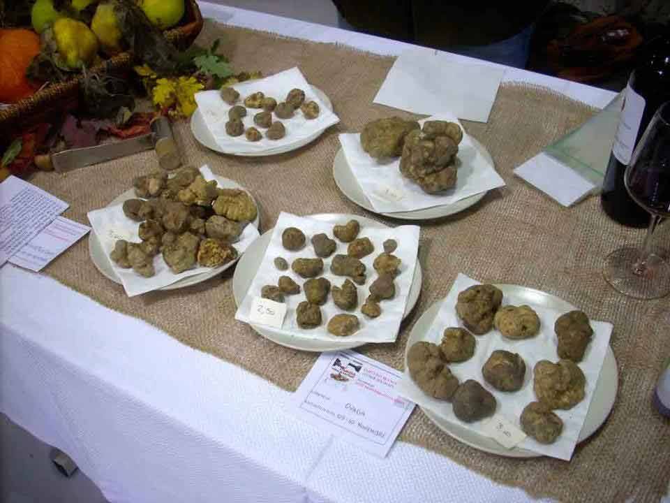 Piatti di tartufi bianchi esposti su tovaglia di juta alla fiera