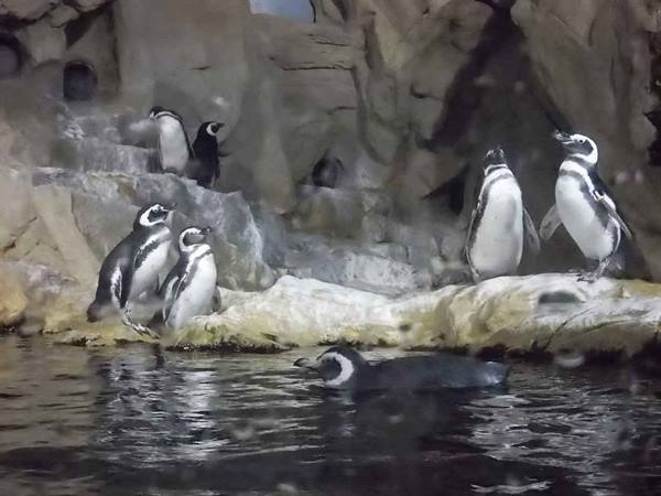 Magellanic penguins on rocky ledge, one swimming in dark aquarium water