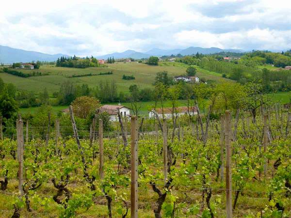 View over the vineyards