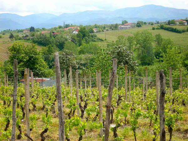 Vineyards and hills in Monferrato