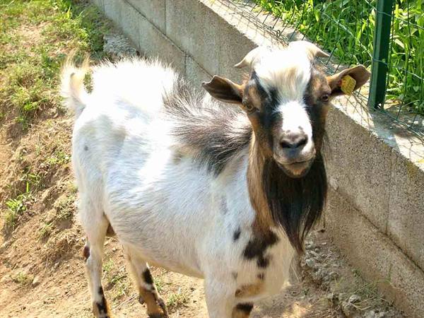 A cute little goat at Agriturismo Gemma