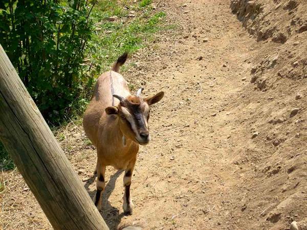 Another cute little goat