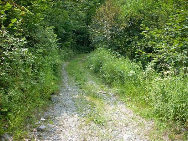 The forest road leading to the Castle ruins