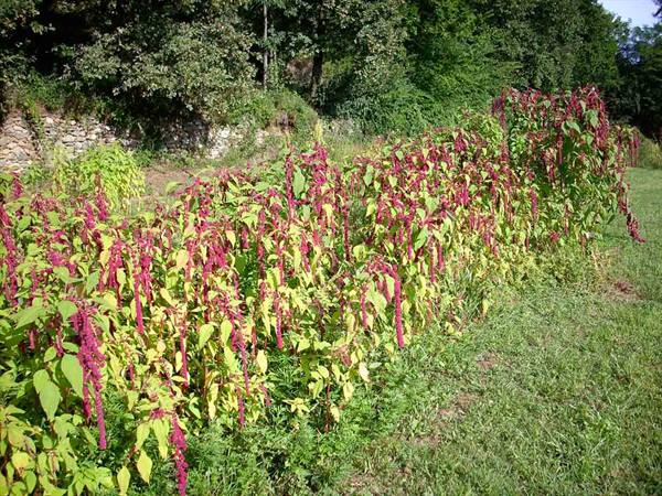 Cascina Molino Torrine: Cultivation of amaranths