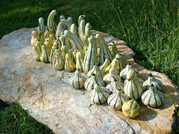 Cascina Molino Torrine: Ornamental pumpkins
