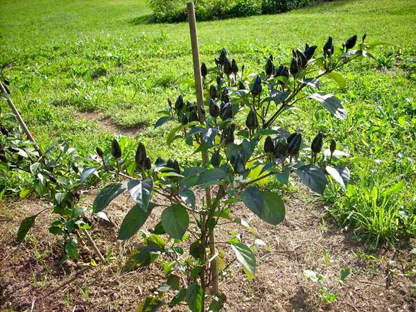 Cascina Molino Torrine: Numerous varieties of chili peppers