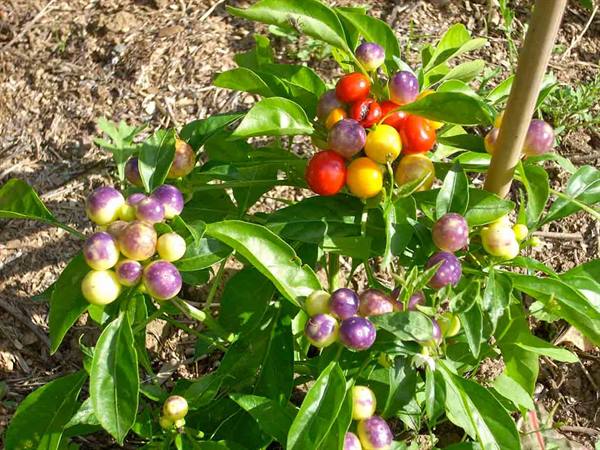 Cascina Molino Torrine: Numerous varieties of chili peppers