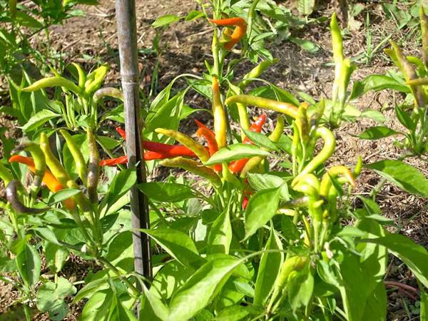 Cascina Molino Torrine: Numerous varieties of chili peppers
