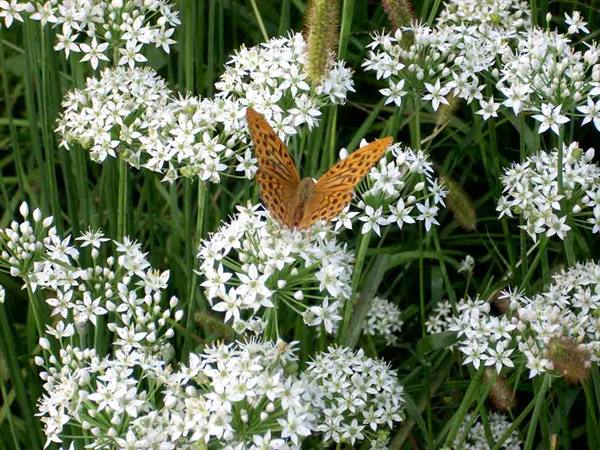 Cascina Molino Torrine: A butterfly lands on the blades of wild garlic