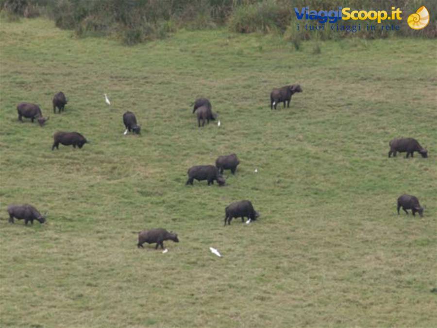 buffaloes