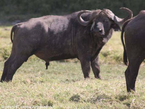 buffalo