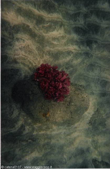 Red coral emerging from crystal clear water over the sand
