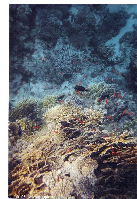 Small red fish swim among yellow and white corals underwater, Red Sea