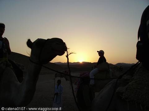 Tourists riding camels in the desert at sunset
