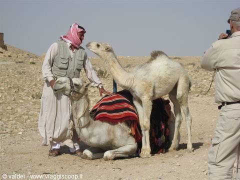 Palmyra: little camel