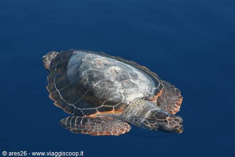 Sea turtle swims in blue water, patterned shell reflecting sunlight