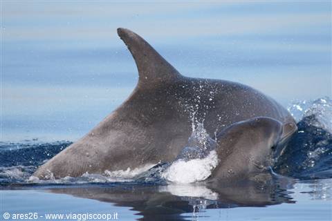 Dolphin surfacing with dorsal fin out, splashing water