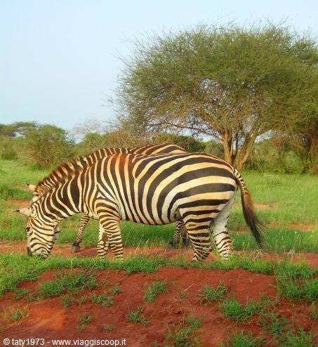 zebra Tsavo East
