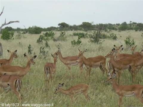 Antelopes