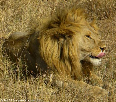 lion Amboseli