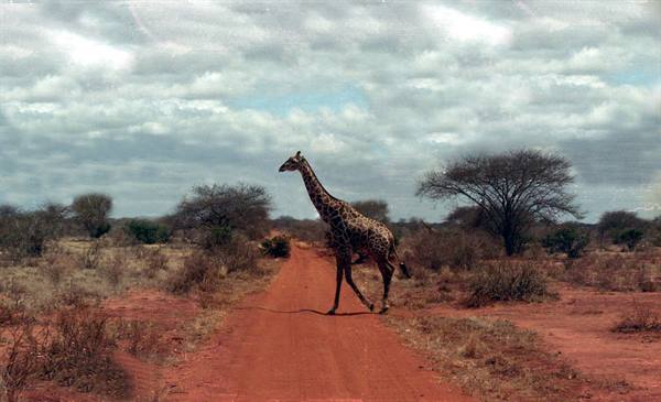 The majestic giraffe