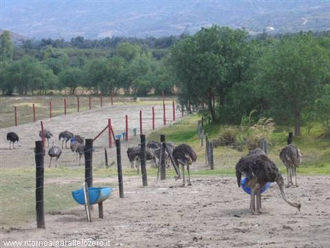 ostrich farms