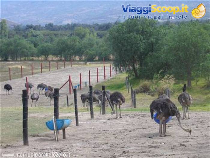 ostrich farms