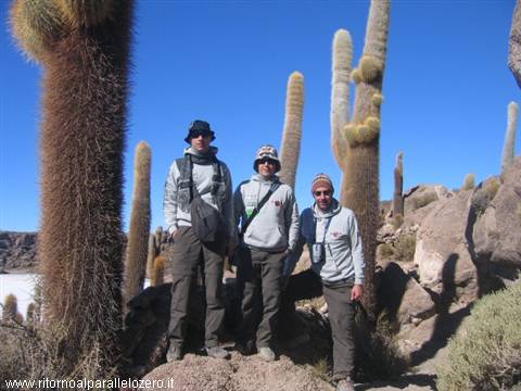 Among the cacti