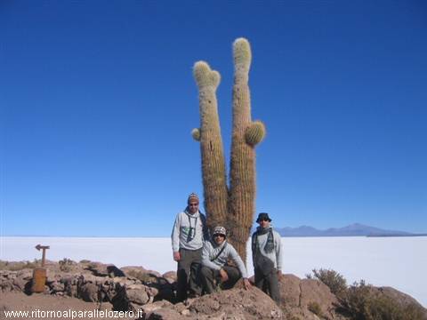 Compared with the cactus