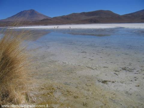 Look closely: flamingo in the distance